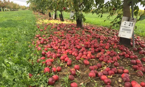 Táo thối rụng đầy vườn, trong khi người khác chỉ biết làm thức ăn cho lợn thì bà chủ nhỏ này lại có cách kiếm bộn tiền