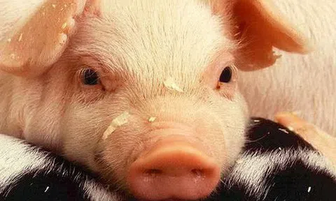 Giáo sư hỏi: "Con bò, con cừu và con lợn cùng bị bắt, chỉ có lợn chống cự điên cuồng, vì sao?", lời đáp khiến sinh viên thông minh nhất cũng giật mình!