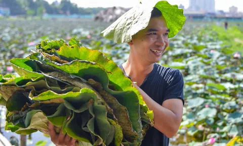 Từ bỏ thu nhập hàng nghìn USD mỗi tháng để giữ hồn sen bất tử