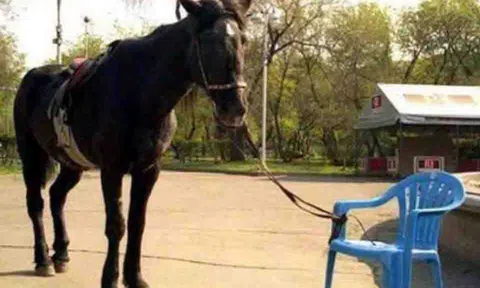 Hình ảnh con ngựa bị buộc vào chiếc ghế và tố chất không thể thiếu của một nhà lãnh đạo thành công