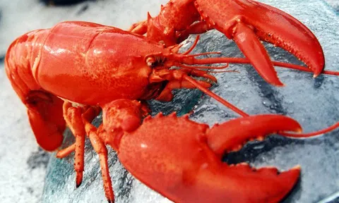 Tôm, cua, thịt bò, trái cây Mỹ… giá rẻ bất ngờ