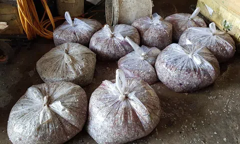 Bí ẩn những thương lái đi mua vảy cá