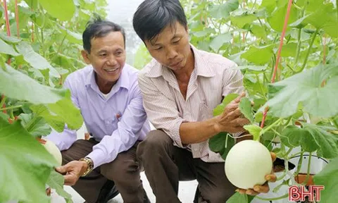 Nông dân Hà Tĩnh 'chơi lớn', đầu tư hàng trăm triệu trồng dưa theo công nghệ Hà Lan