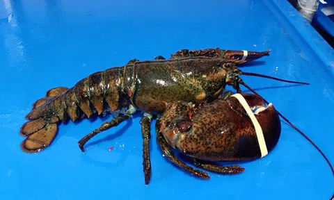 Đổ xô đi mua tôm hùm Alaska 170 nghìn đồng/kg, dân tình "ngã ngửa"