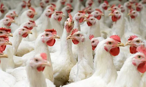 Giá gà rẻ hơn rau