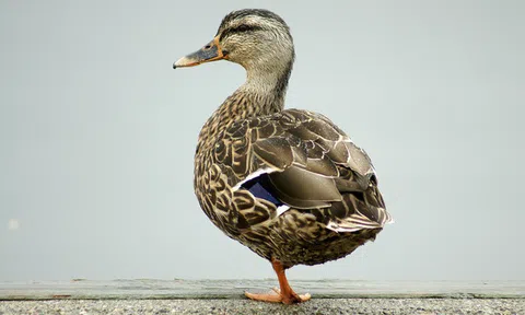 "Con vịt chỉ có một chân": Bài học về những lời khen ngợi nhân viên