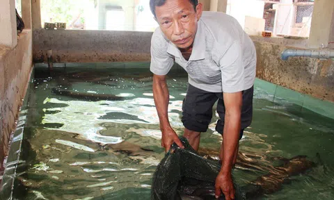 Bí kíp kiếm 400 triệu đồng/năm nhờ nuôi chình của lão nông đất võ Bình Định