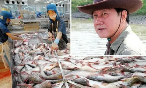 Nỗi đau của 'Vua cá tra' Việt