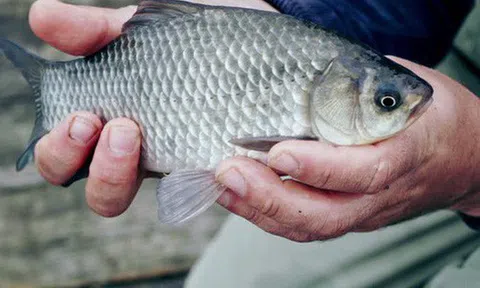 Mất đi nhẫn kim cương và túi vàng, người đàn ông bỗng tìm lại được tất cả khi mua 1 con cá