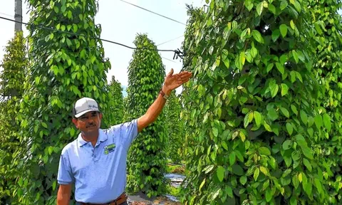 Công ty Singapore đến Việt Nam trồng tiêu, điều và ớt để xuất thẳng sang Trung Quốc: Nông dân Việt khéo léo, hiểu biết, năng suất gấp 7 lần Ấn Độ, Indonesia