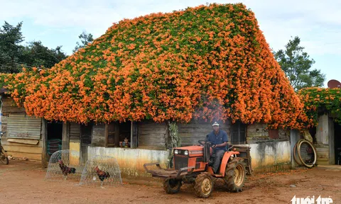 Ngôi nhà phủ hoa chùm ớt ở Lâm Đồng đã không còn