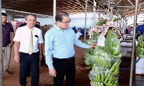 Hoàng Anh Gia Lai xuất khẩu chuối sang Trung Quốc