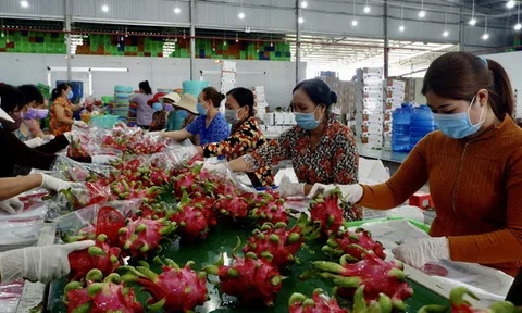 Chuyện lạ: không có nông sản để 'giải cứu'!