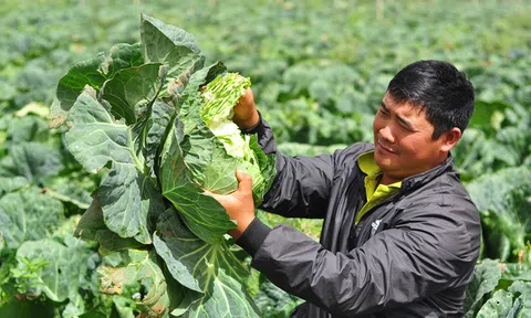 Bắp cải giá 1.000 đồng/bắp, nông dân định băm nhỏ ủ làm phân