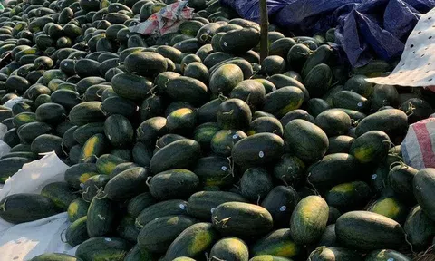 Dưa hấu ế dồn đống, 1.000 đồng/kg vừa bán vừa khóc