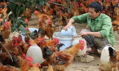 Giá gà rớt thảm, chủ trại lỗ 500 triệu/tháng