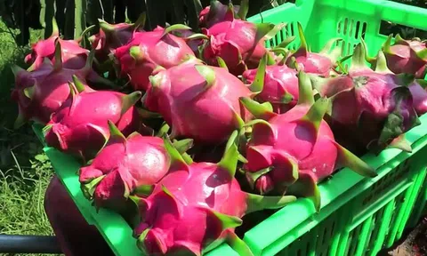 Vì sao thanh long từ 5.000 đồng lên 40.000 đồng/kg chỉ trong vài ngày?