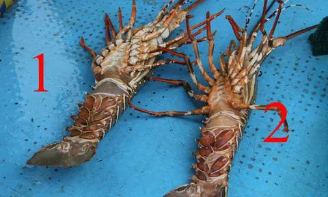 'Giải cứu tôm hùm': Sự thật qua giải thích của người đã nuôi tôm 25 năm