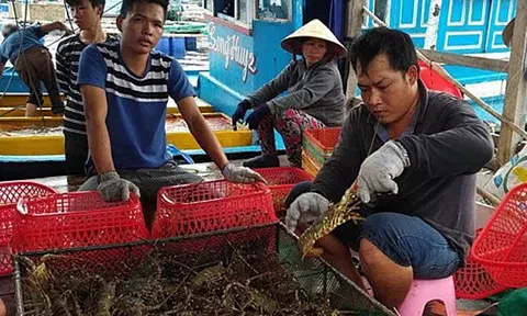 Giải cứu tôm hùm ế vì dịch nCoV