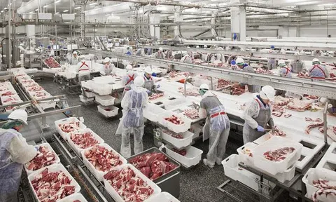 50.000 tấn thịt lợn đổ về, dân Việt được ăn lợn giá rẻ