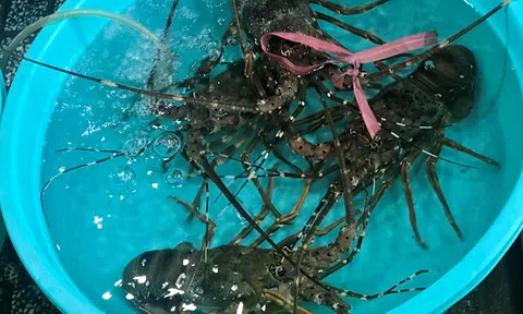 Tôm hùm xuất đi Thái giá chỉ 160.000 đồng/kg?