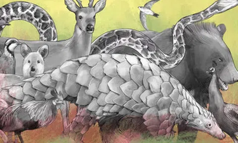 Người Trung Quốc buôn bán động vật hoang dã như thế nào?