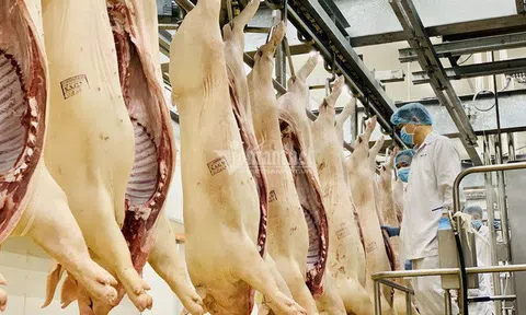 Chờ mãi rồi cũng giảm, từ 1/4 giá thịt lợn còn 70 ngàn/kg