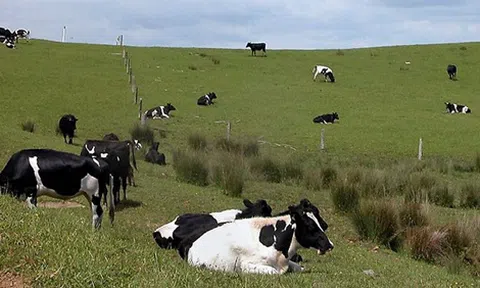 Tập đoàn TH chi 86 triệu USD mua 3 trang trại gia súc ở Australia