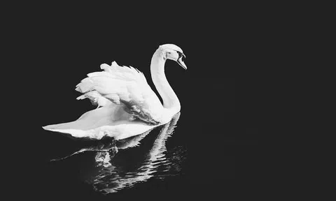 Thiên nga trắng của năm 2020