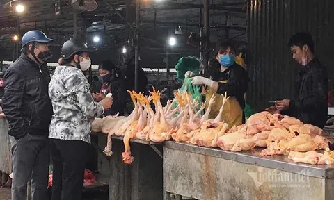 Gà, vịt đang rất rẻ, thịt lợn dần biến mất trên mâm cơm nhà tôi