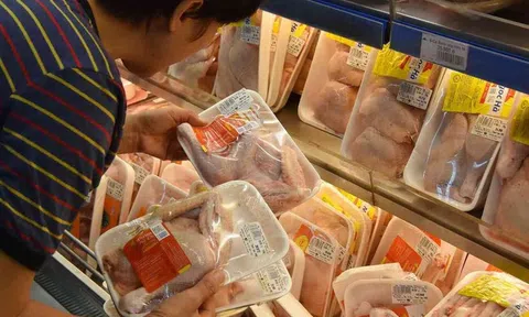 “Sốc” với giá gà rẻ như rau, chỉ 8.000 đồng/kg