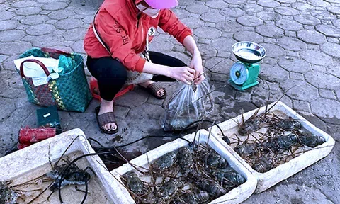 Hải sản 'nhà giàu' rẻ chưa từng có, bán la liệt vỉa hè