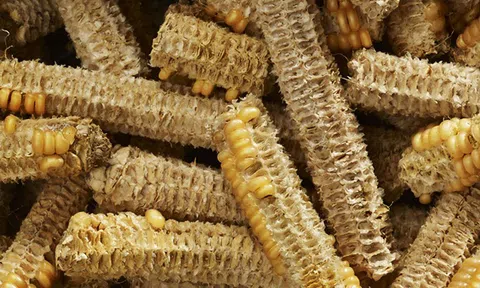 Lõi ngô, thứ vứt đi ở Việt Nam nay thành 'mỏ tiền' không đủ bán