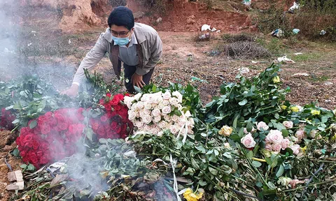 Dân trồng hoa Đà Lạt mời mọi người... cắt miễn phí