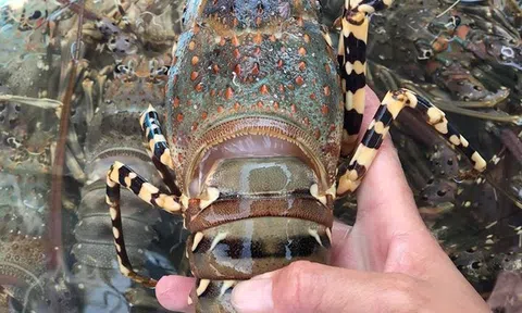 Tôm hùm rớt giá chưa từng thấy, 150.000 đồng/con