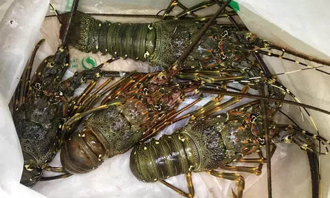 Tôm hùm giảm giá, rẻ hơn cả thời ‘giải cứu’