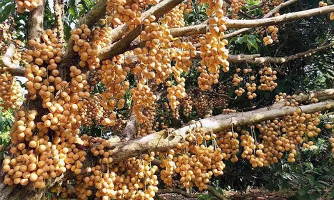 Bòn bon 2 ngàn/kg, mít Thái 4 ngàn/kg, trái cây chưa bao giờ rẻ thế