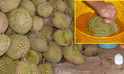 Tiết lộ đáng sợ, không nhúng thuốc không dám bán sầu riêng