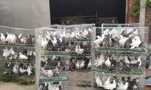 Bỏ nghề lập trình, trai Hà Nội về nuôi chim, thu 15 tỷ, lãi 3 tỷ/năm