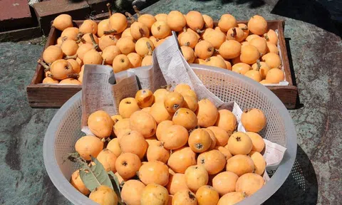 Dân mạng xôn xao thứ quả "nhà giàu" giá 3-4 triệu/kg ở Việt Nam, bên Nhật lại mọc dại ven đường cho không cả rổ