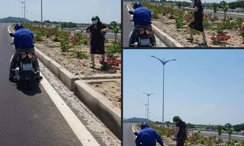 Bức xúc vụ 3.000 cây hoa giấy bị trộm trên quốc lộ ngàn tỉ