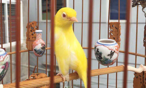 Choáng với đàn chim quý tộc giá 10 tỷ: Ở phòng điều hoà, có "bảo mẫu" riêng chăm sóc