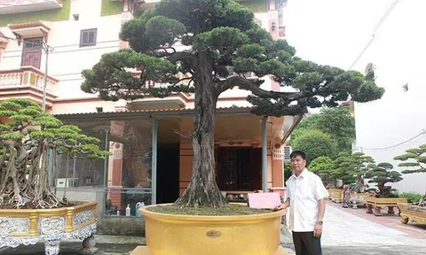 Cây duyên tùng hơn 300 tuổi ở Phú Thọ, đại gia trả 1 triệu USD vẫn không bán