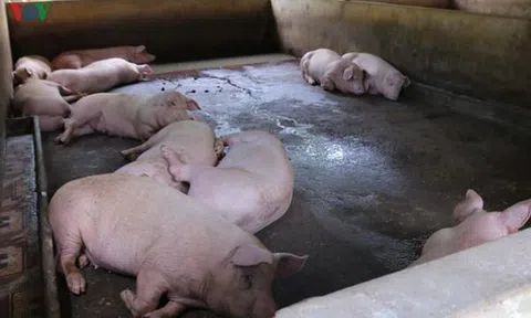 Nuôi lợn 'lướt sóng' để chớp thời cơ giá lợn tăng cao