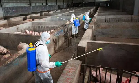 Chủng cúm lợn mới tại Trung Quốc có khả năng gây đại dịch trên người