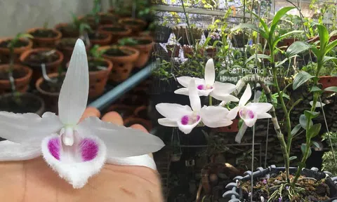 Người chơi lan đột biến tiết lộ sự thật khó tin về các thương vụ mua - bán gần 'trăm tỉ'