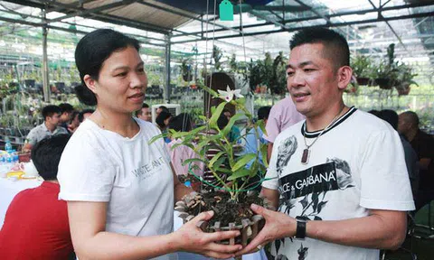 Danh tính đại gia Hà Nội chi hẳn 5 tỷ mua bông hoa nhìn như rau muống