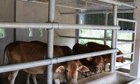 Cận cảnh những chuồng bò có giá hơn chục tỉ đồng ở Nghệ An