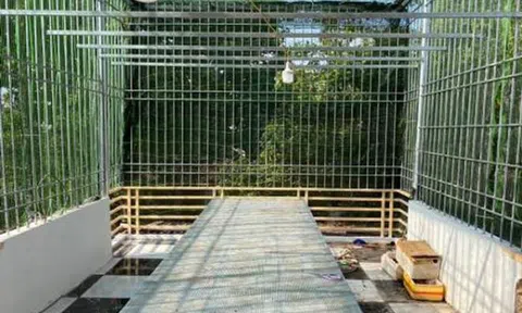 Trái đắng cơn sốt lan Phi điệp đột biến: Ôm cả chục tỷ đồng rồi bỏ trốn