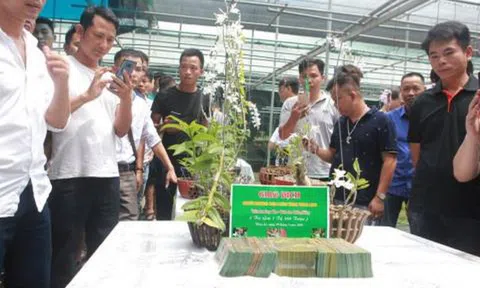 Lan Phi điệp đột biến: Đại gia nói "trái đắng" 500 tỷ đồng